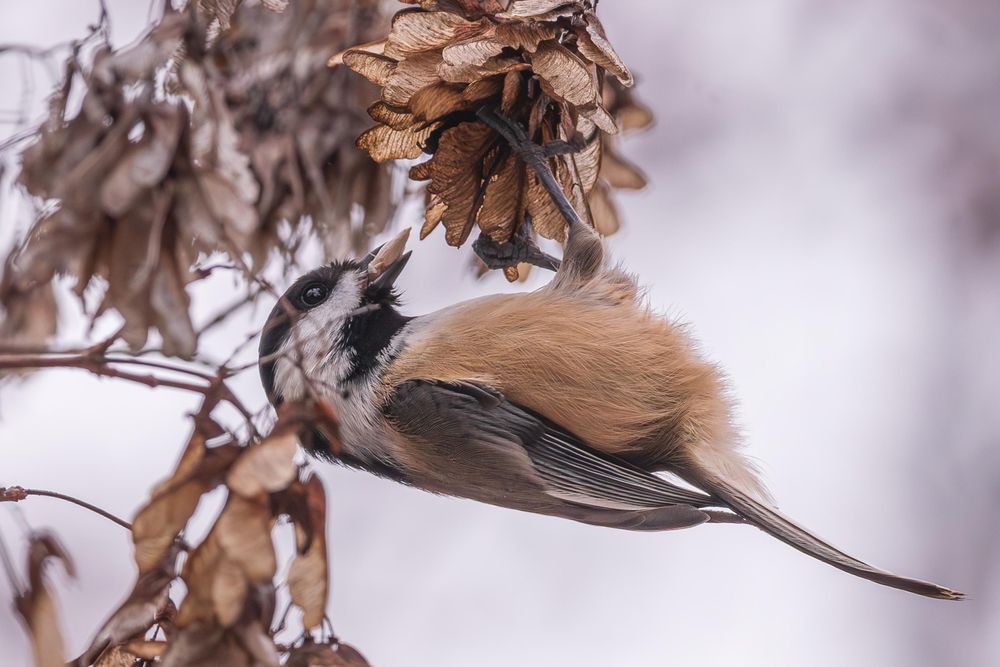 Photograph of a black-capped chickadee hanging upside down from a cluster of maple seeds with a gray overcast sky in the background. The chickadee is facing left in profile with its beak extended upwards and has just plucked a seed from the cluster and is still holding it in its beak. Black-capped chickadees have black caps that extend just below the black eyes, a black bib, white cheeks, grey backs, dark grey wings edged with white, and a tan tinted belly grading to white in the upper chest.