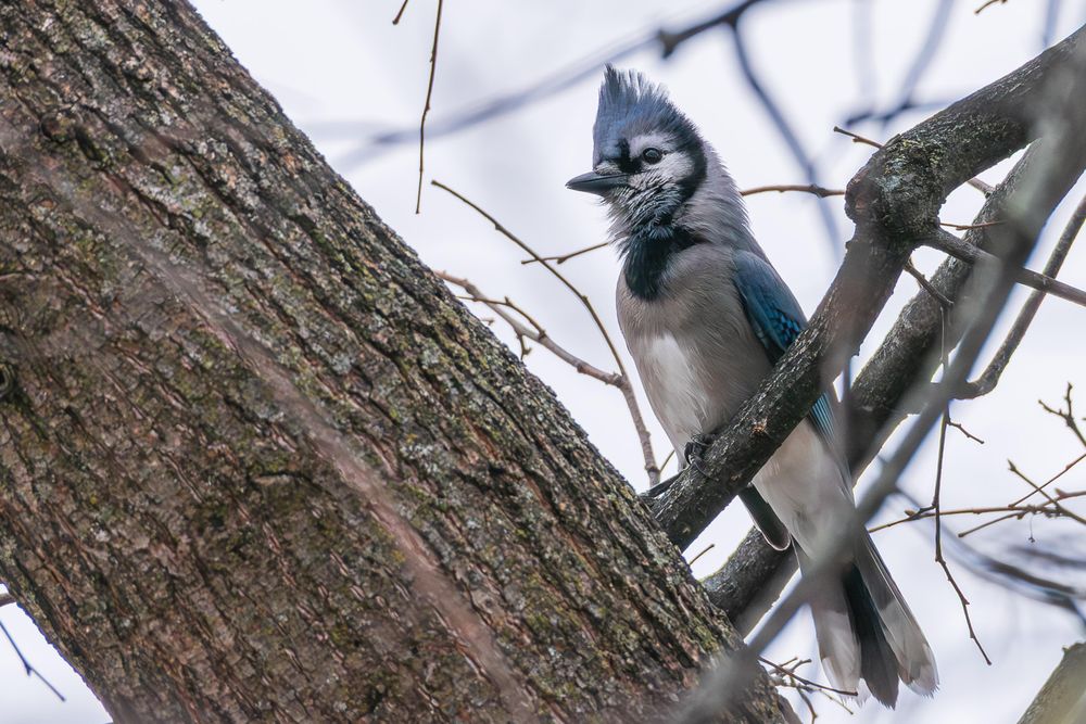 Photograph of a blue jay perched on a medium-sized branch next to a much larger and thicker branch with out of focus small branches and a gray overcast sky in the background. The blue jay is facing left in profile and has its neck and head extended up with the feathers on its neck and chin expanded and the feathers that make up its crest on its head are fully extended out and up. Blue jays have white-feathered bellies and chests, blue wings and backs with a blue, white, and black checkered pattern on its wings, a blue head with a black neck ring and mask under and surrounding its eyes and white face and chin, dark eyes, silvery-black beak, black legs and feet, and a blue crest on the top of their heads that can be raised and lowered.