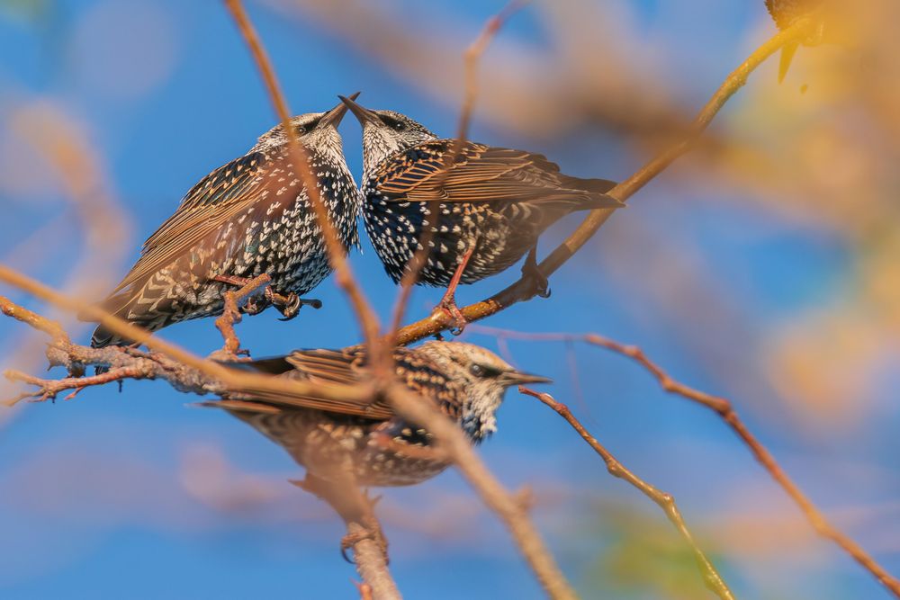 Photograph of a trio of European starlings perched on slender branches with out of focus branches and green and yellow leaves in the foreground and a deep blue sky in the background. The view is from below and there are two starlings perched next to each other and both are directly above the third starling. The starling below is out of focus and facing right in profile. The starling above and to the right is facing left in profile and the starling above and to the left is facing right in profile. Though they are perched on different branches the starlings above are so close that their beaks cross. European starlings have black breast feathers that flash iridescent green and purple in the right light, dark wings with brown edging, dark eyes, sharp yellow beaks, and brown legs and feet. They have pointed feathers on the breast and head that can be raised and lowered creating a spiky appearance with each feather giving the impression of a porcupine's quill.