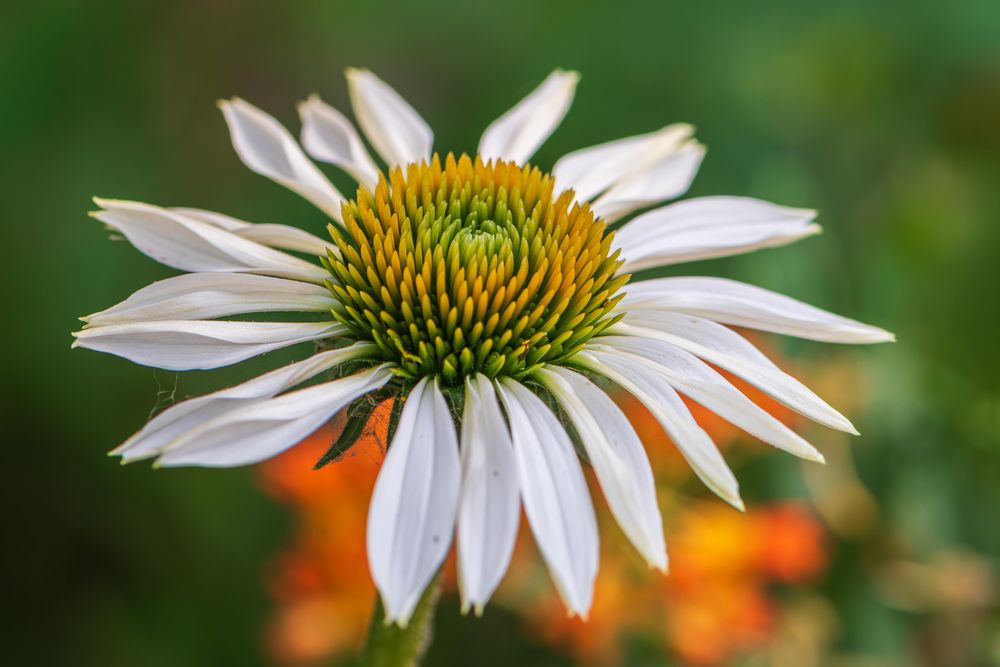 Photograph of a white coneflower with out of focus oranges and greens in the background. The view is from the side looking down at the top of the flower. Coneflowers (Genus: Echinacea) are members of the Asteraceae family and have the typical flower shape of that family with long petals that radiate from a center filled with florets. This variety of coneflower has white petals and yellow and green florets.