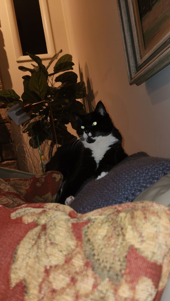 Photo 2 of a black and white cat lounging on the back of a sofa.