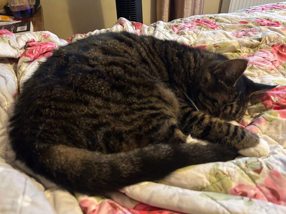 Sparky, a fine tabby boi, napping