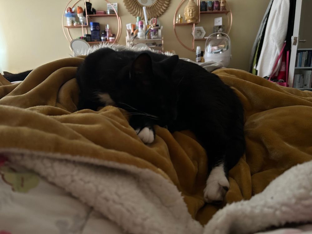 A tuxie idiot with little white socks and whiskers, lounging, and somehow pinning me to the bed.