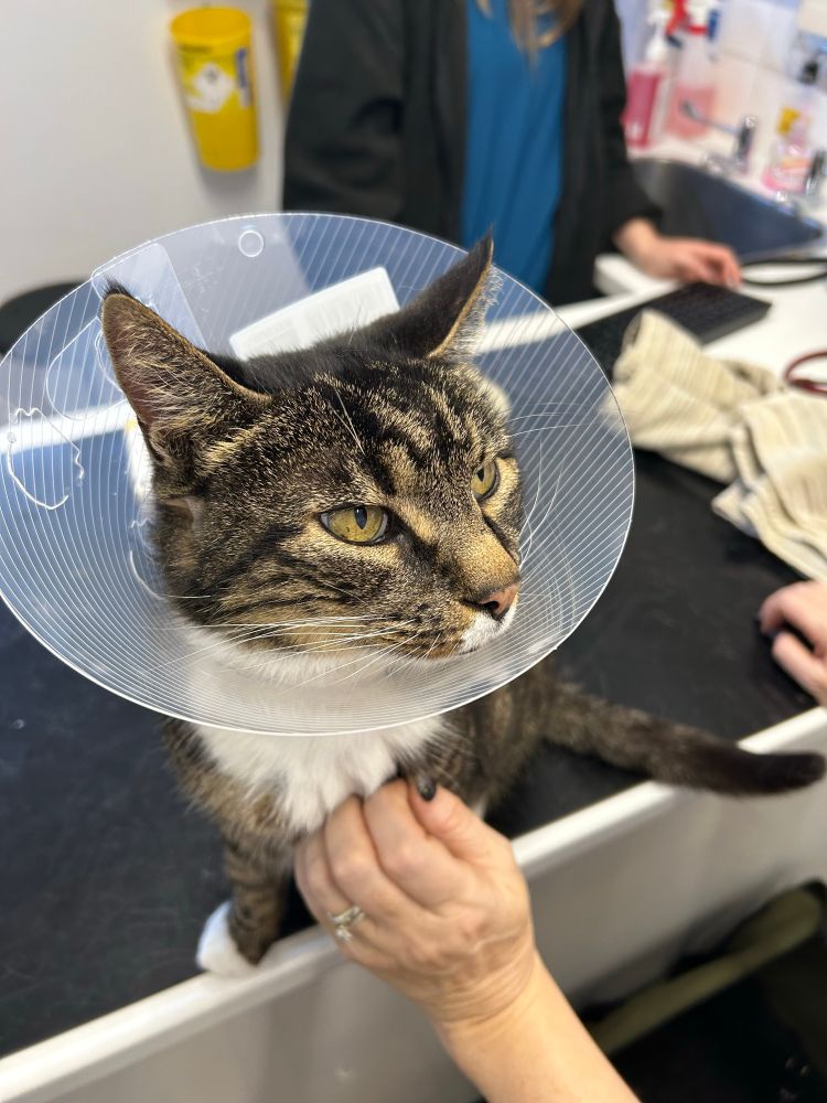 A very, very annoyed Large Fine Tabby boi in a Cone Of Shame / Surgical Collar.