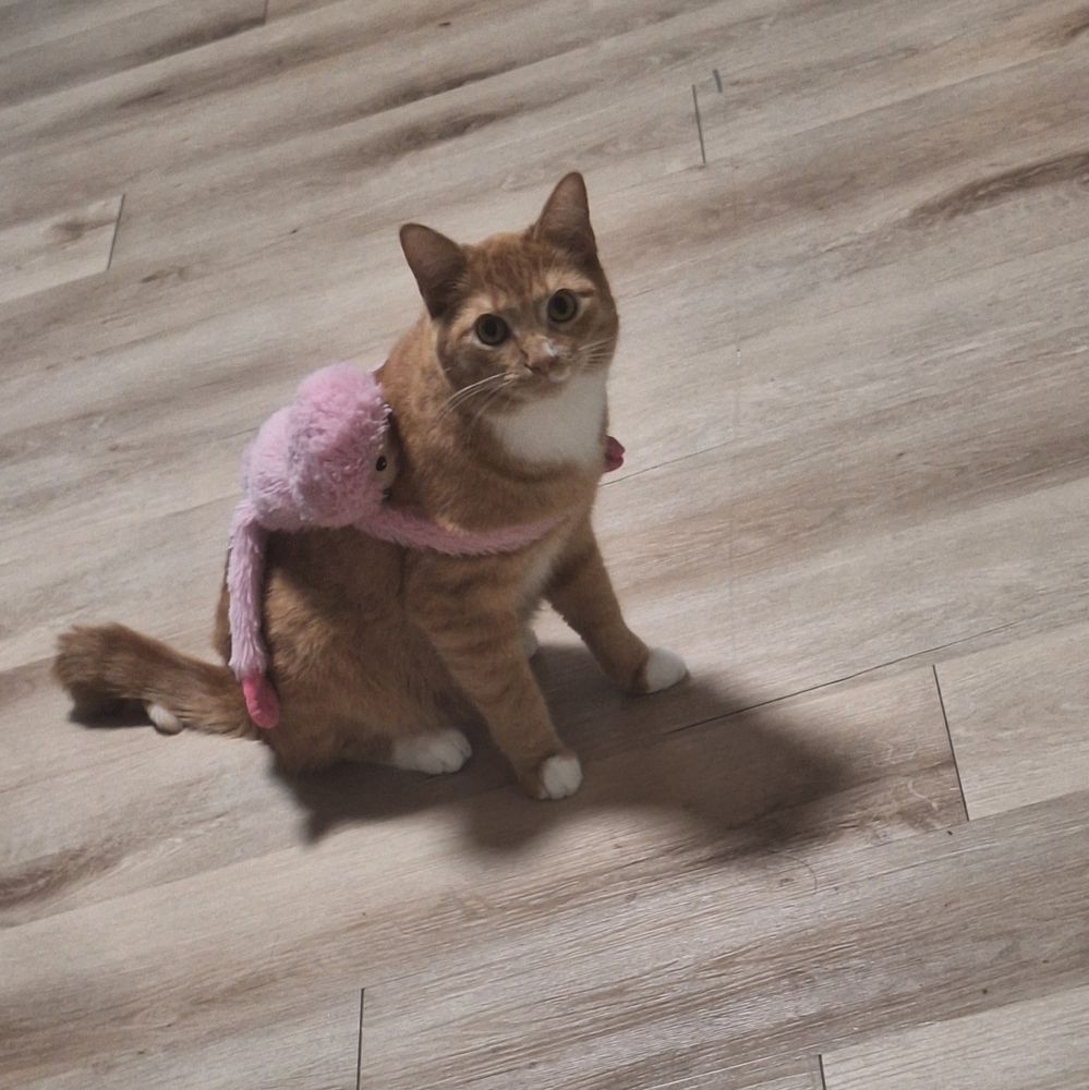 a closeup. he's very orange in this one 