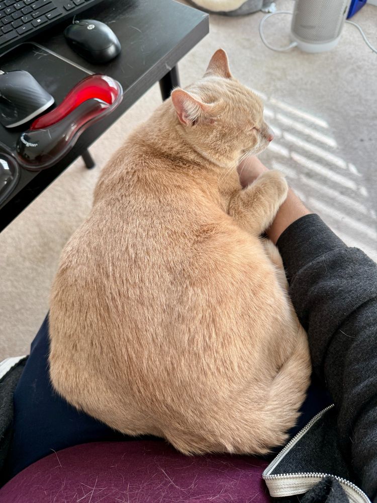 A light brown cat sleeps on the lap of someone cradling his paw and shoulder.