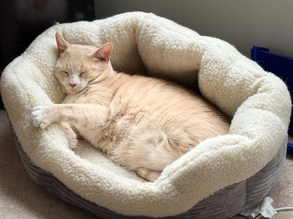 This photo shows a light buff-colored cat resting peacefully in a cozy, plush pet bed. The bed has a soft, cream-colored fleece lining and a gray fabric exterior. The cat is curled up on its side with its eyes closed, appearing to enjoy a comfortable nap. One of its paws is slightly extended outward, and the scene is bathed in soft, natural light, creating a serene and warm atmosphere. The bed is placed on a carpeted floor.