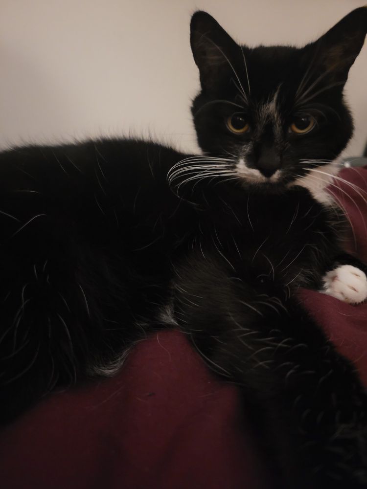 A tuxedo cat resting on a purple duvet. He has yellow eyes, bushy whiskers, and half of a handlebar moustache.