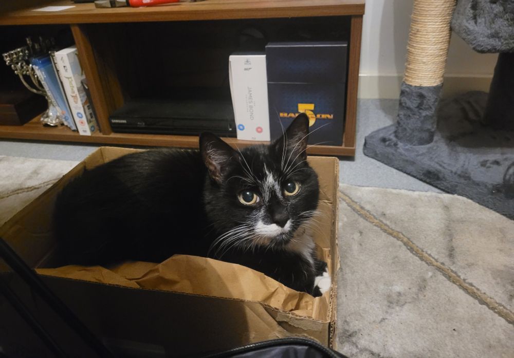 A black and white cat is sitting in a cardboard box. Behind the cat is a TV stand with a DVD player and box sets, including Babylon 5 and James Bond.
