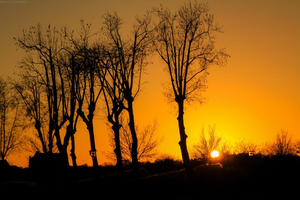 Plusieurs arbres dépouillés pris au moment du soleil couchant. Ciel doré. Les arbres ne sont que de sombres figures dans ce paysage.