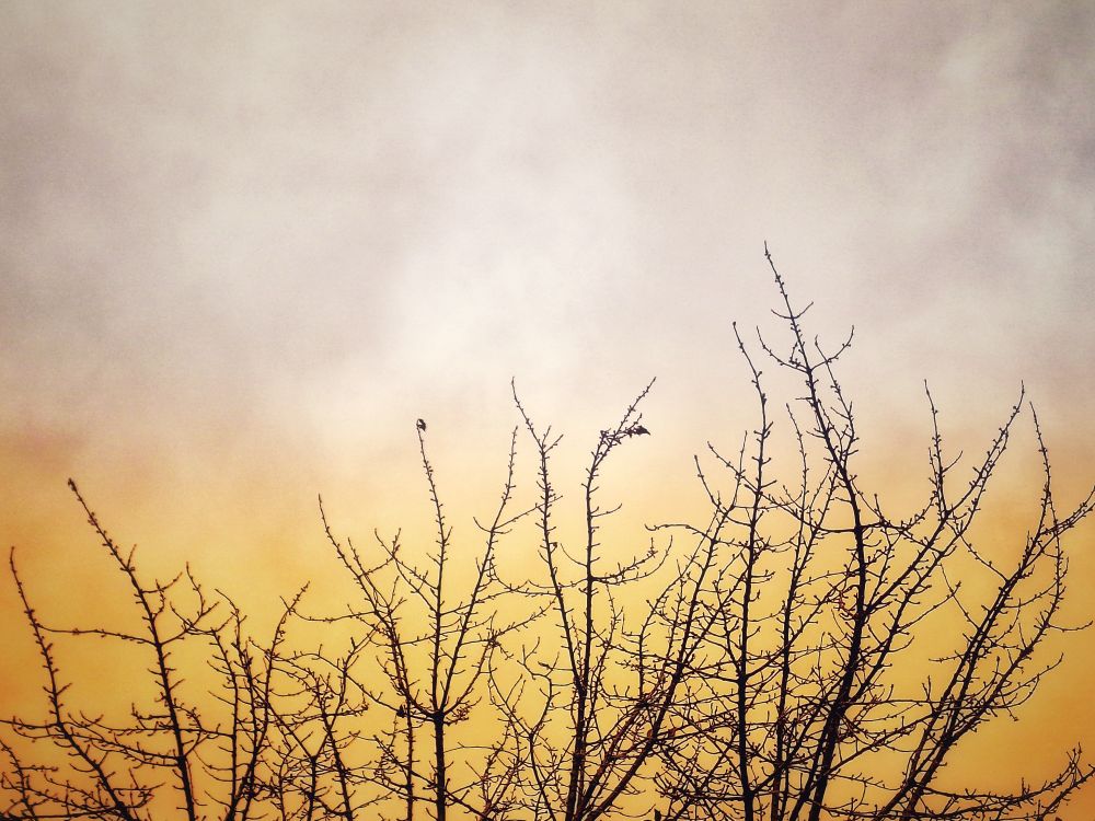 Branches d'arbre, sans feuille, devant un ciel gris orangé