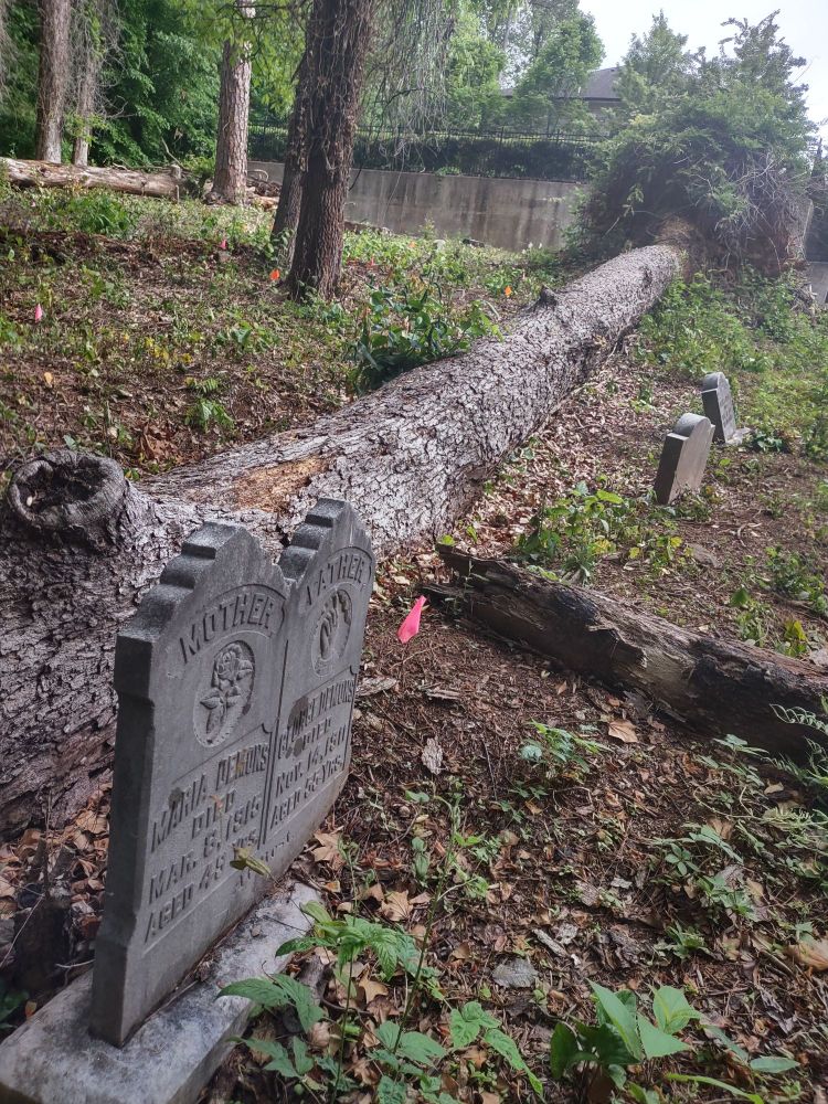 One dual headstone reading "MOTHER" and "FATHER"  and two single headstones with their inscriptions not visible lay inches away from a felled tree.