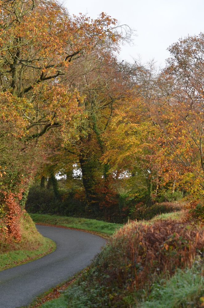 Autumnal colours next to a winding road.