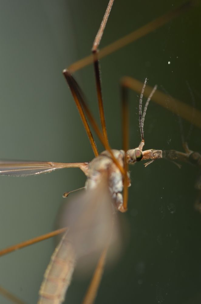 A close up of the cranes fly's eye and snout