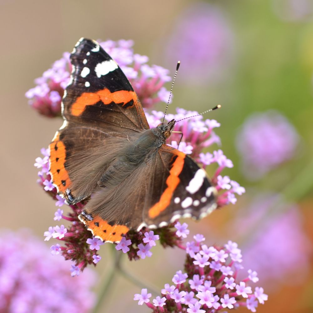Red admiral butterfly photo captured using a Nikon D7000 and a 60mm lens.