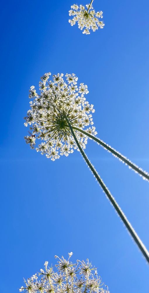 Wild carrot flower