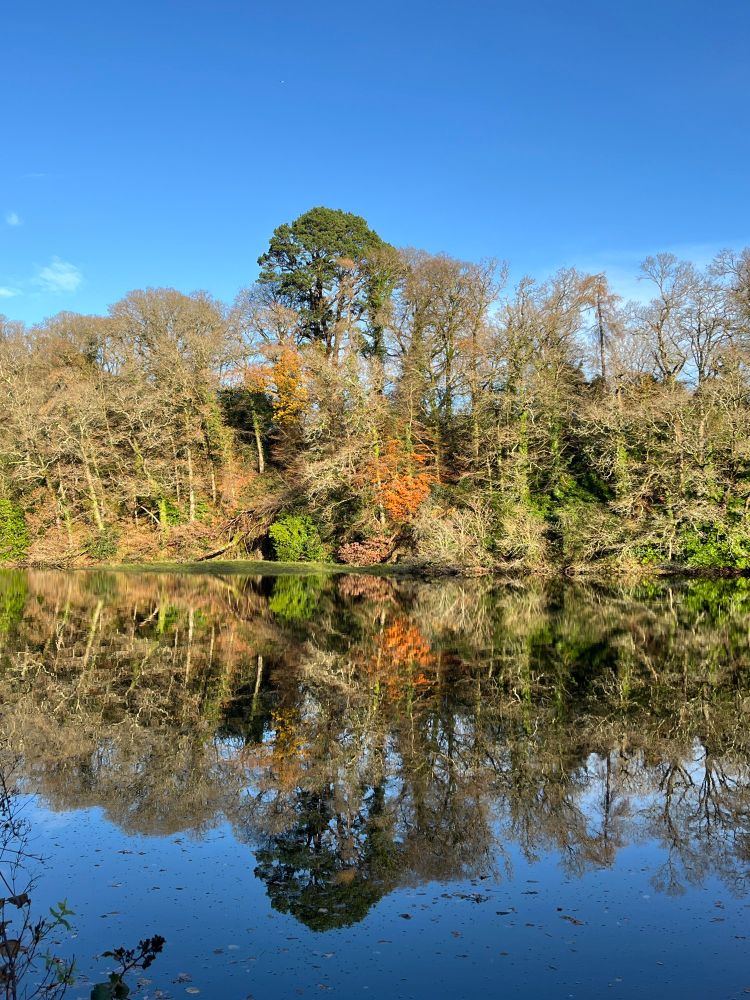 Trees reflecting in the Glasaboy river, Glanmire.