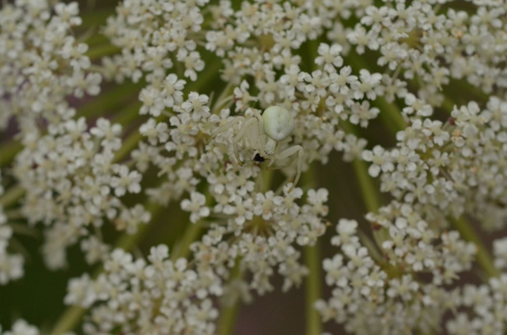 A white crab spider well-disguised on a wild carrot flower.