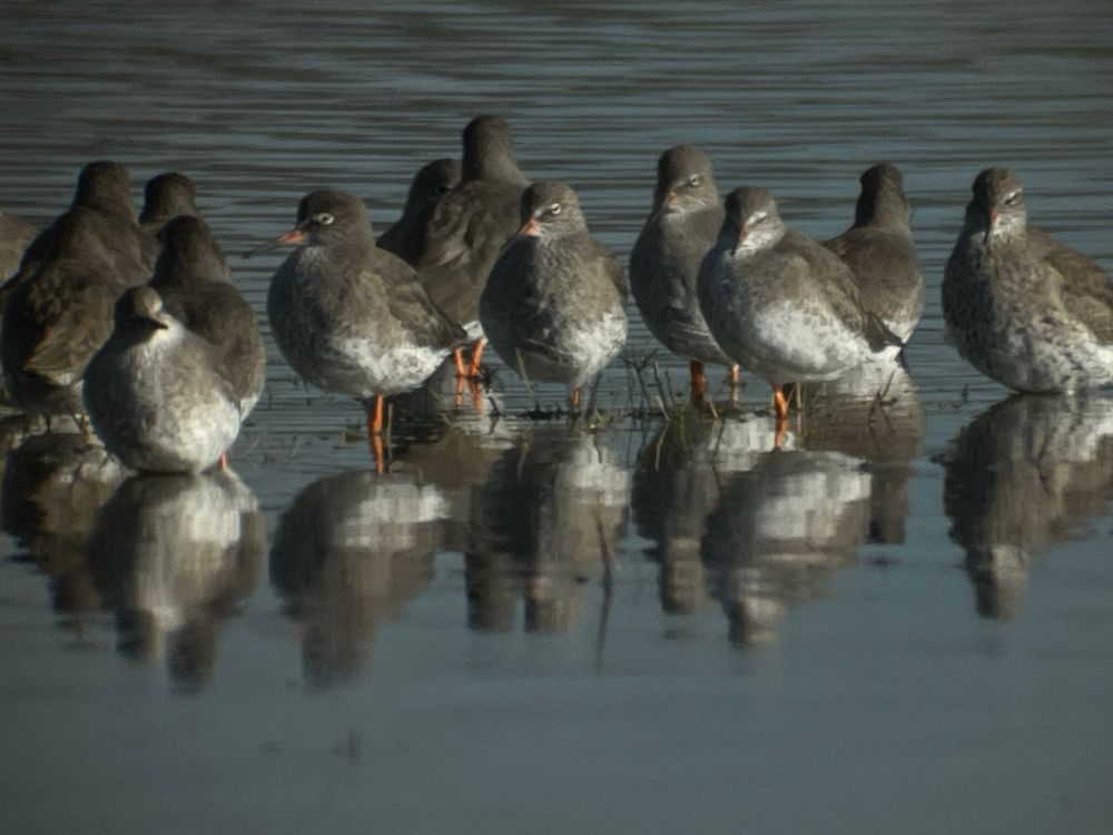 Part of a flock of Redshank. Photo taken at Harpers Island near Cork city, Ireland.