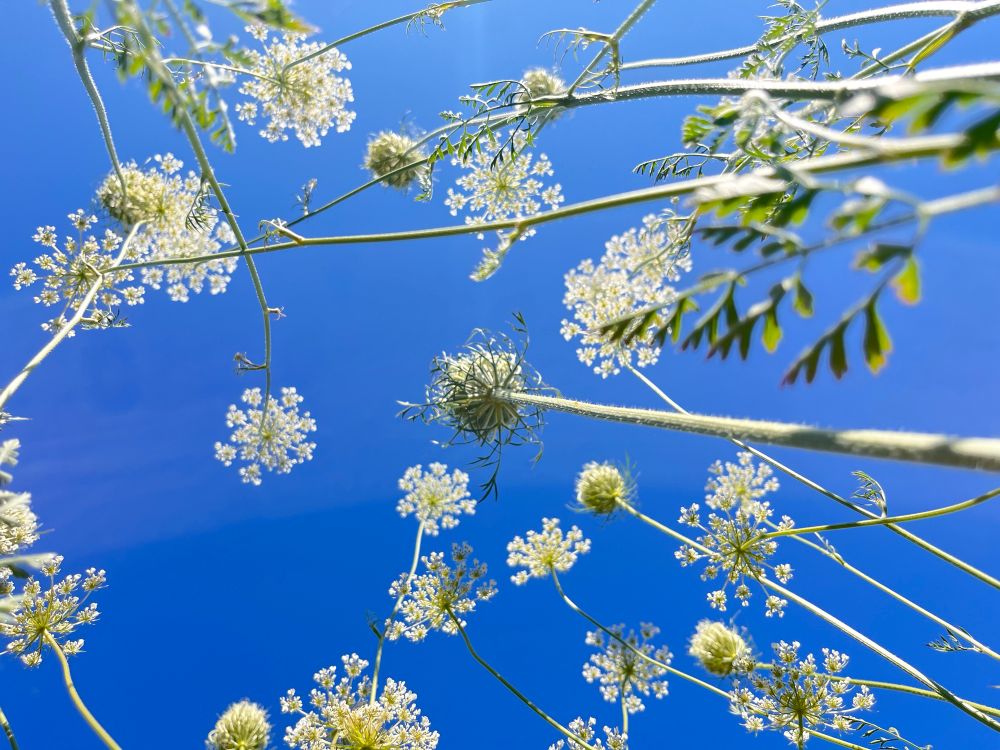 Wildcarrot flowers against a vivid blue sky