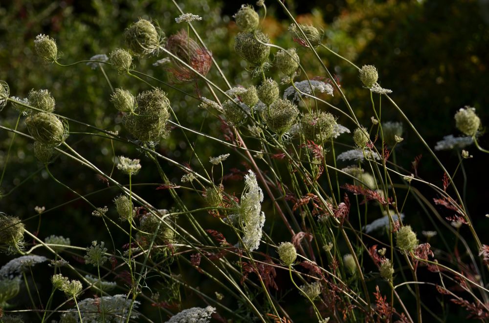 A tangled mass of wildcarrot flowers.