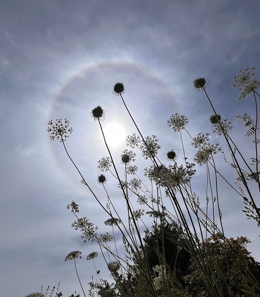 Wildcarrot flowers and a sun halo.