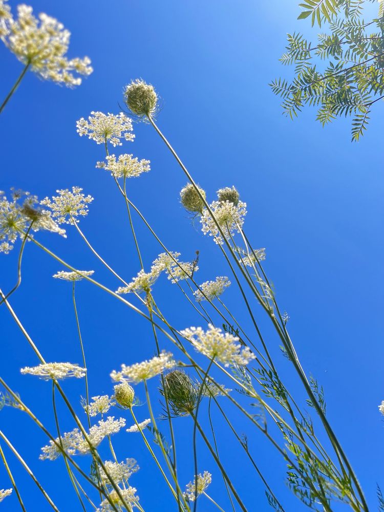 Wildcarrot flowers against a vivid blue sky