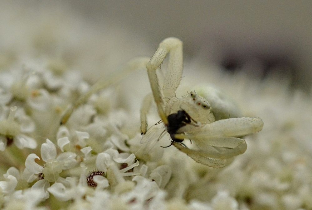 Crab spider with its prey. Nikon D7000 60mm lens.