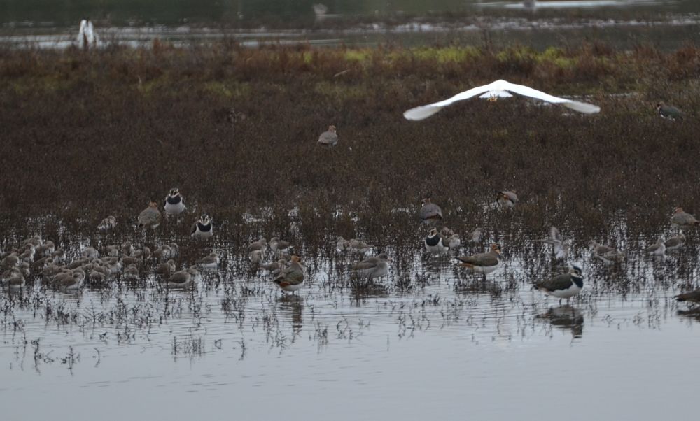 A busy scene from the wetllands at Harper's Island, Glounthane, Cork.