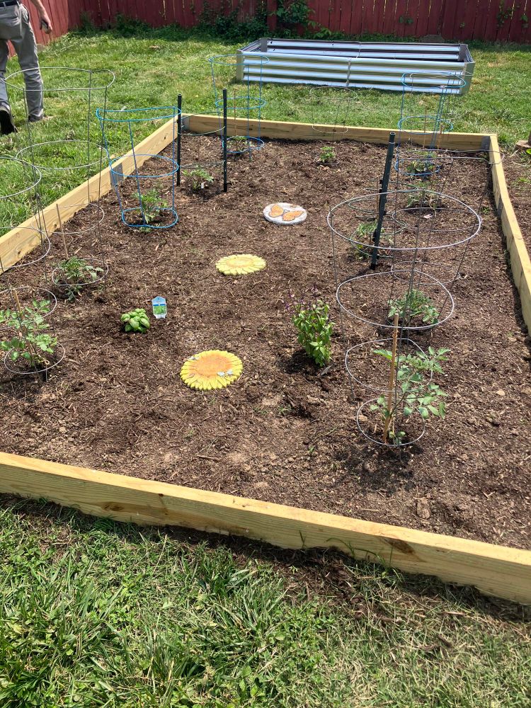 Tomato plants in cages. Stepping stones too spread out in all the dirt. 