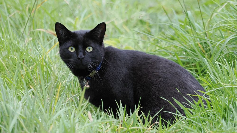 A black cat perched in long green grass, head turned towards us. It has green eyes the same colour, and is wearing a bell.