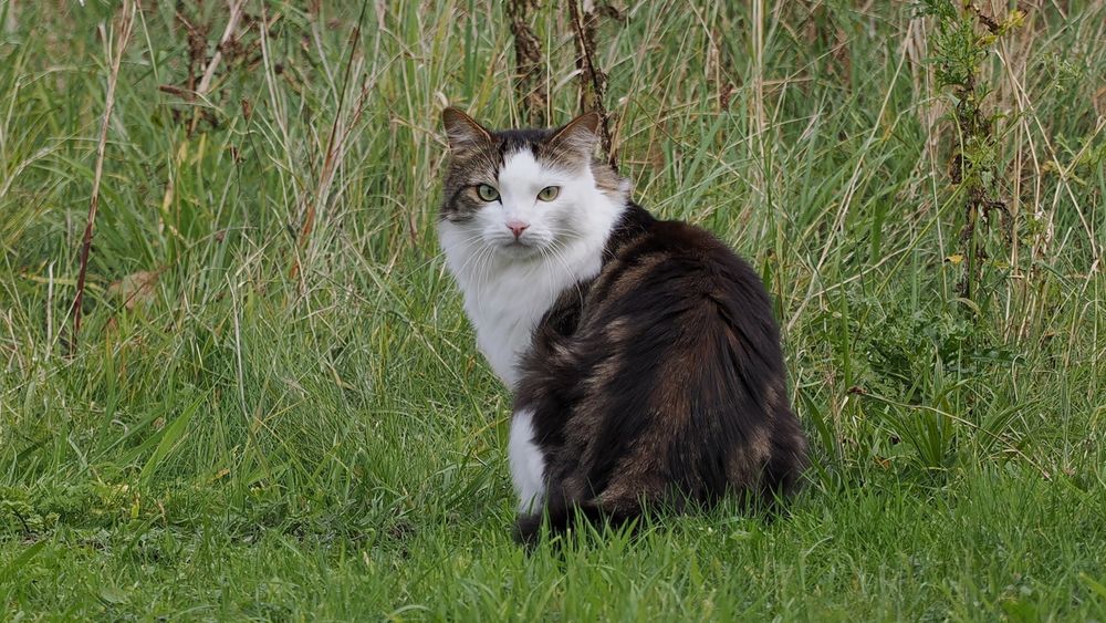 A fluffy cat seen side on with its head turned to the left looking towards us. It is a mix of dark brown colour in the body and rear, and white primarily around its head, neck and chest. The cat sits among rough long grass, looking intently at the camera.