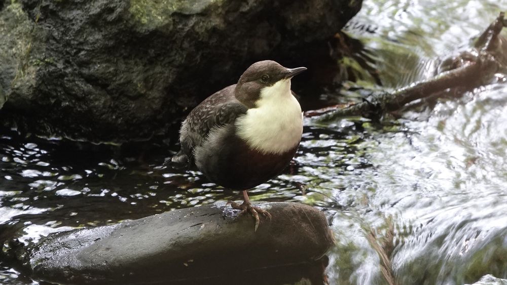 A dipper standing on a grey rock in a swirling river with a larger rock behind. The bird is turned towards us and a little to the right, and is dark brown with a bright white neck, chest and tummy area.