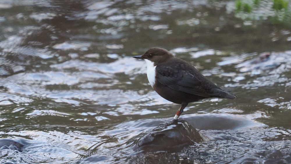 A dipper bird perched facing left on a small grey rock in a river. The bird has a dark brown body and white chin, neck and chest area. It is looking very alertly.