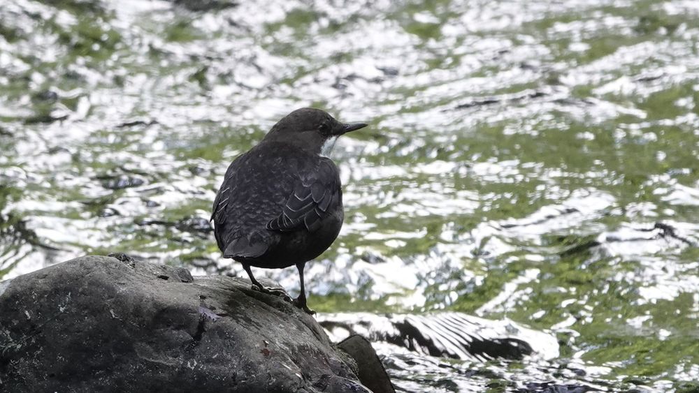 A dipper bird, its back to us, head turned slightly to its right, perched on a dark grey rock in the bottom left of the picture with green and white flecked water behind.