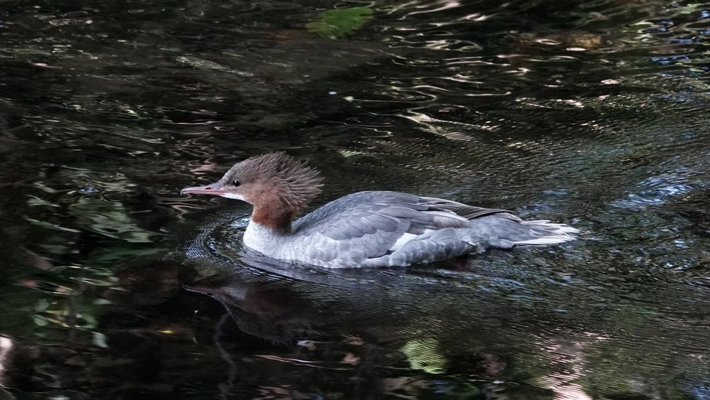 A female common merganser duck swimming from right to left as we look in a dark river. She has a brown head with a spiky brown tuft behind, and a grey body, with soft mottling nearer her neck and slate-like feathers on her wings and back.