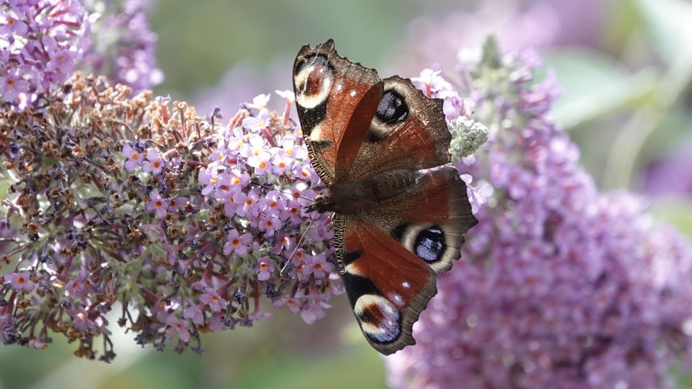 A peacock butterfly in the middle of the picture, its wings spread wide above and below it. The butterfly rests on flowery pink buddleja, and has red/orange wings with dark circles with white outlines at the tips. Its body is very fluffy dark brown.
