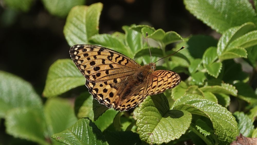 A dark green fritillary butterfly perched on glossy green leaves. Its wings are open, and are golden yellow with black markings all over. The butterfly’s green colouring is on the non visible underside of its wings.