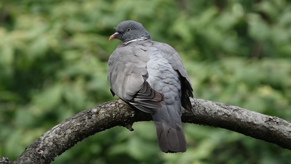 A wood pigeon seen from behind, perched on an arching branch with soft green in the background. The bird has grey wings and back, with soft slate like feathers layered on top of each other. It has a white ring around its neck and darker grey head above, turned slightly to the left.