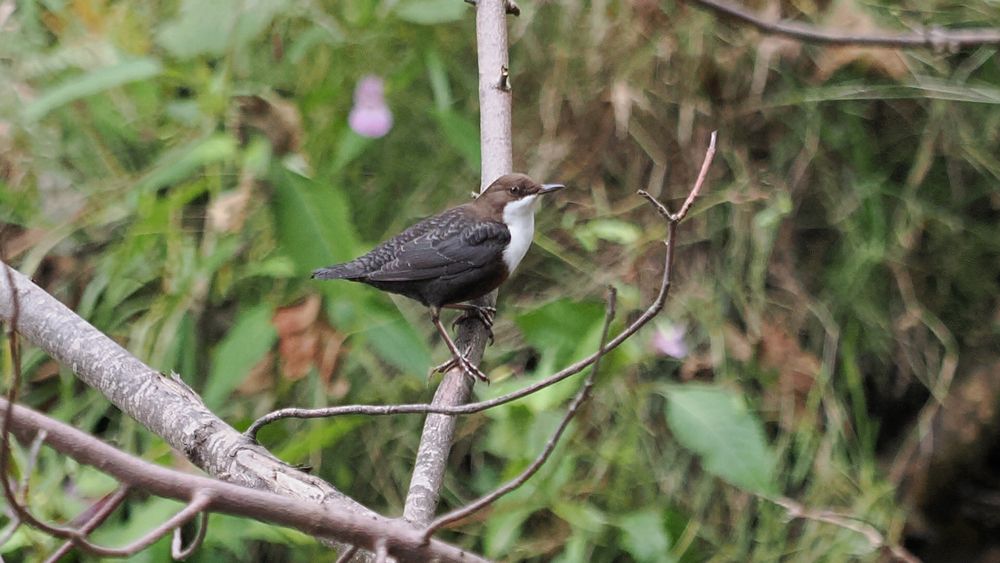 A dipper bird perched on a branch about a metre above a river. Behind it are loads of green leaves. It’s unusual to see a dipper so high.