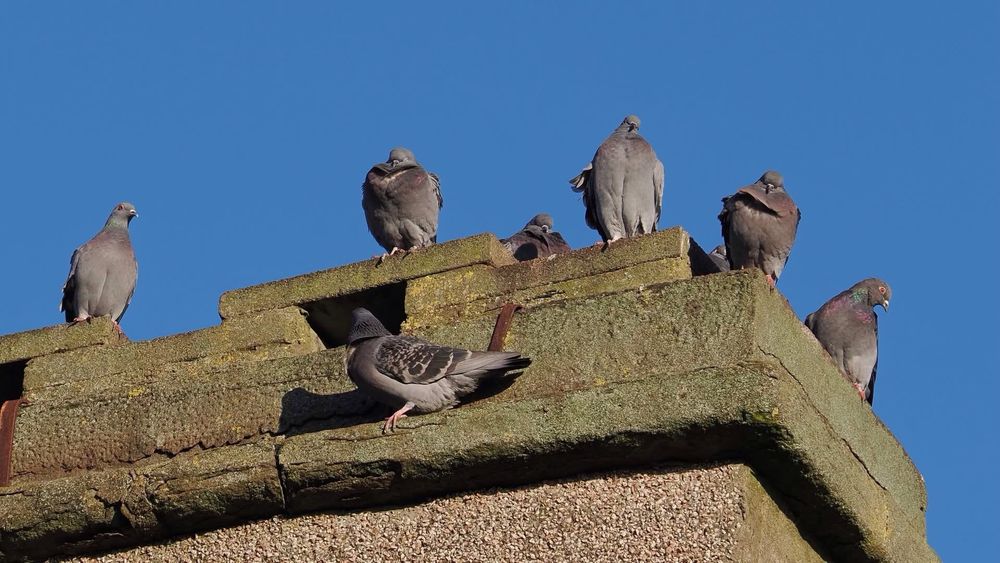 Photo of a building chimney top topped by 8 feral pigeons against a blue sky background