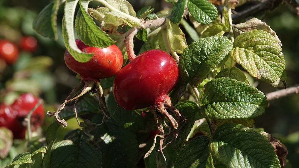 Two round ovoid rose hips with green leaves around and behind and more red rose hips glimpsed in the left background.