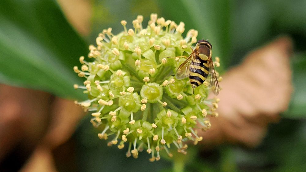 A hoverfly seen from above perched on a globular green ivy flower head with long green leaves in the background.