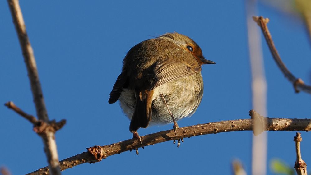 A robin seen from behind, perched on a thin branch, with its red tinged face turned to tye right. Behind is clear blue sky. Seen from behind the bird’s under area is a light colour, well lit by the sun. Its back is darker, and it has a touch of red on its tail.