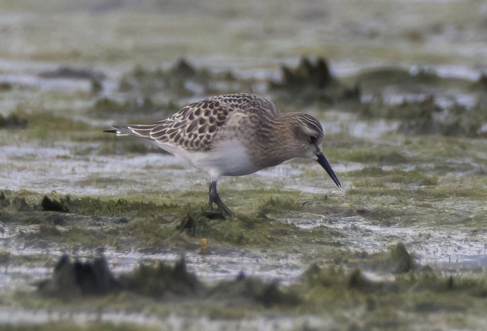 Dorset Bird Tour - Thursday 5th to Saturday 7th September 2024