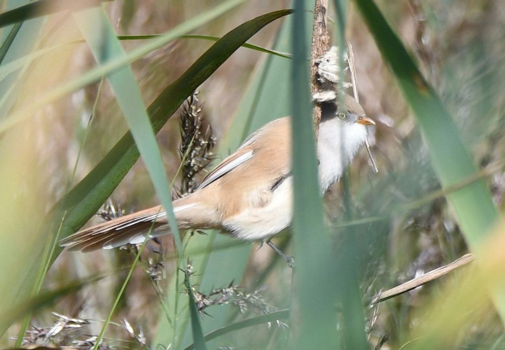 The Heights Hotel - Birding Autumn Break 14th 15th September 2024