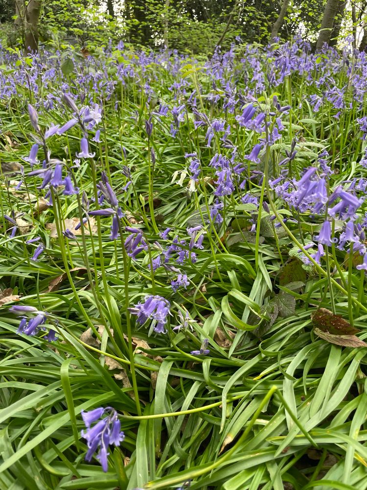 Close up of bluebells with one white bell in the middle 