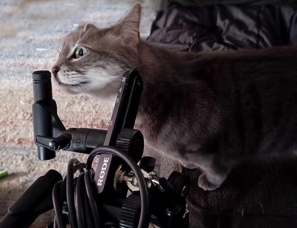 Singing cat with microphone attachment