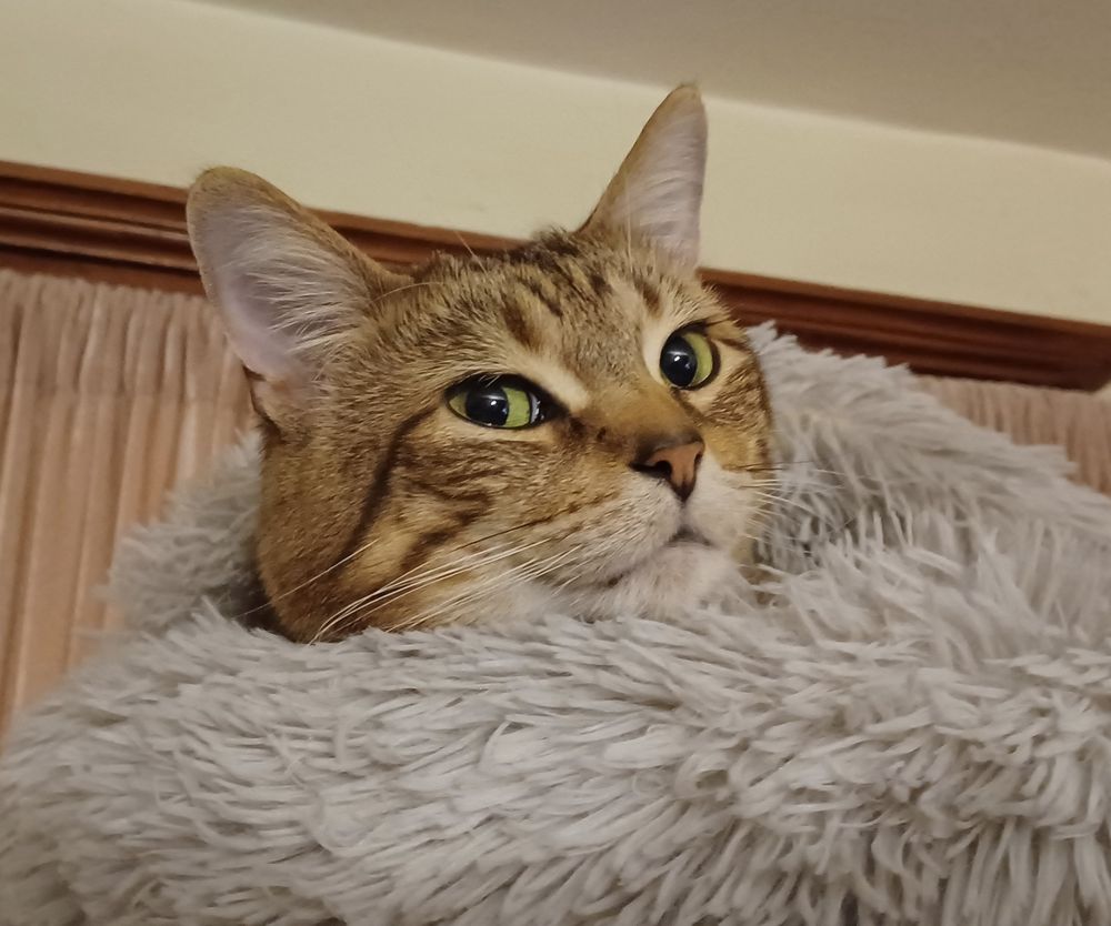 Handsome cat, large style