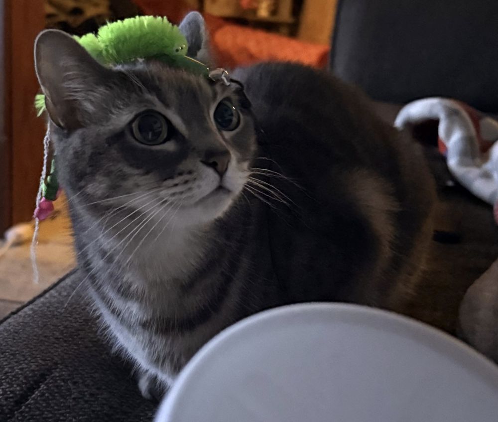 Small cat, luxury lure hat